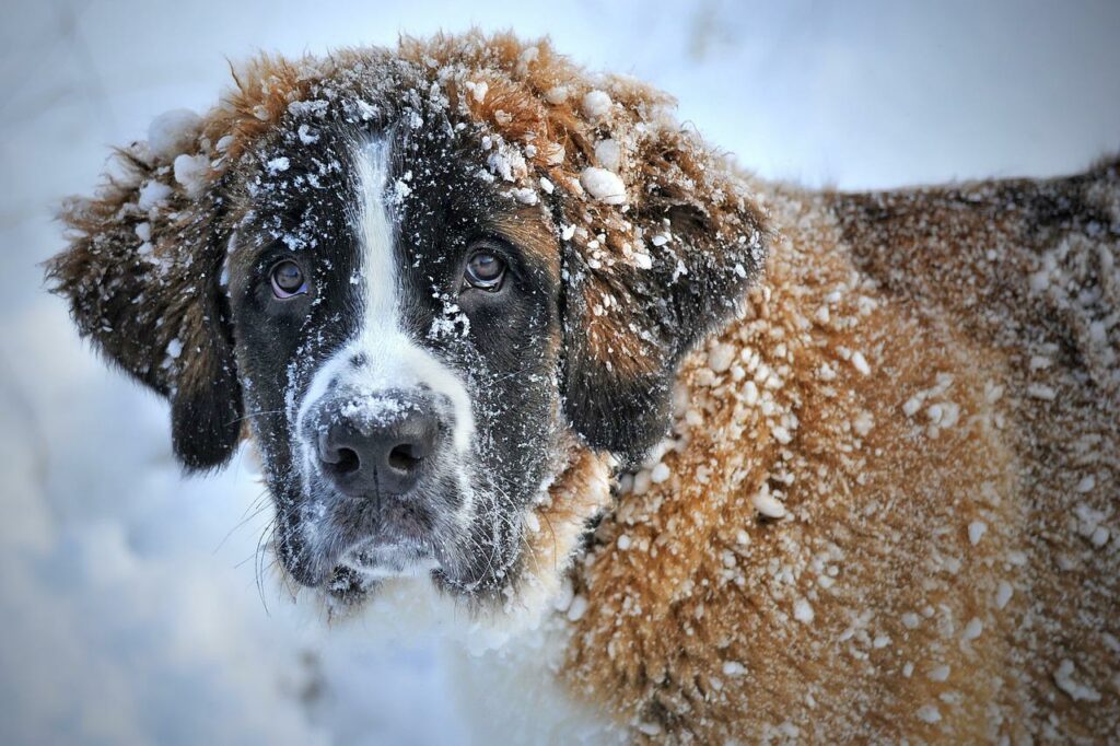 verschneiter Hund im WInter Bernhardiner So halten Sie Ihren Hund bei kaltem Wetter aktiv