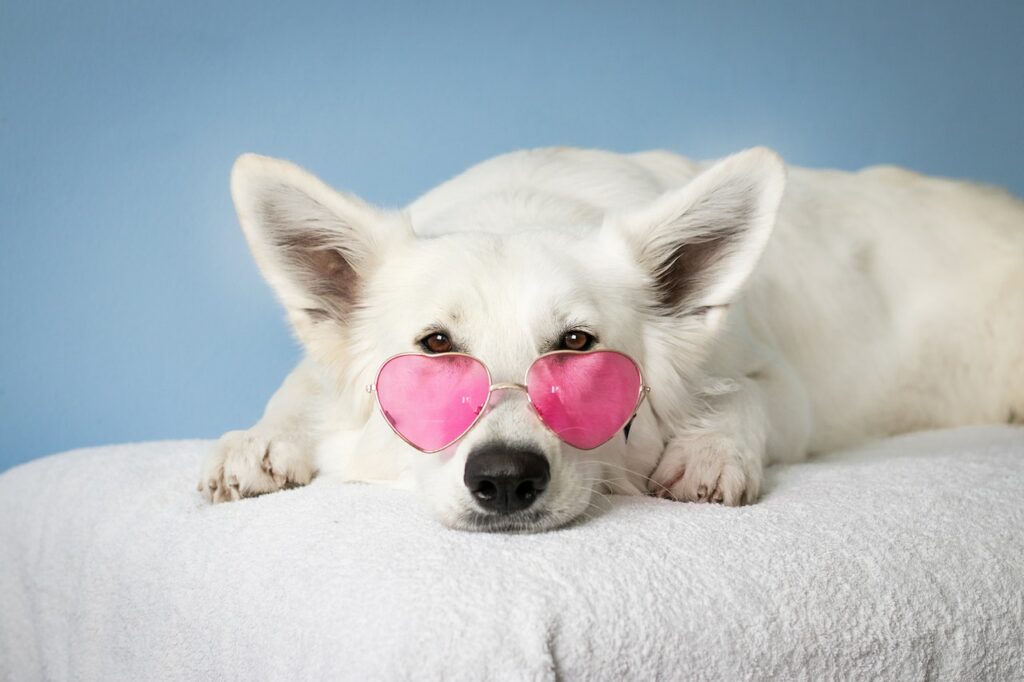 Hund Sonnenbrille witzig Hund in den Urlaub mitnehmen Tipps für Komfort