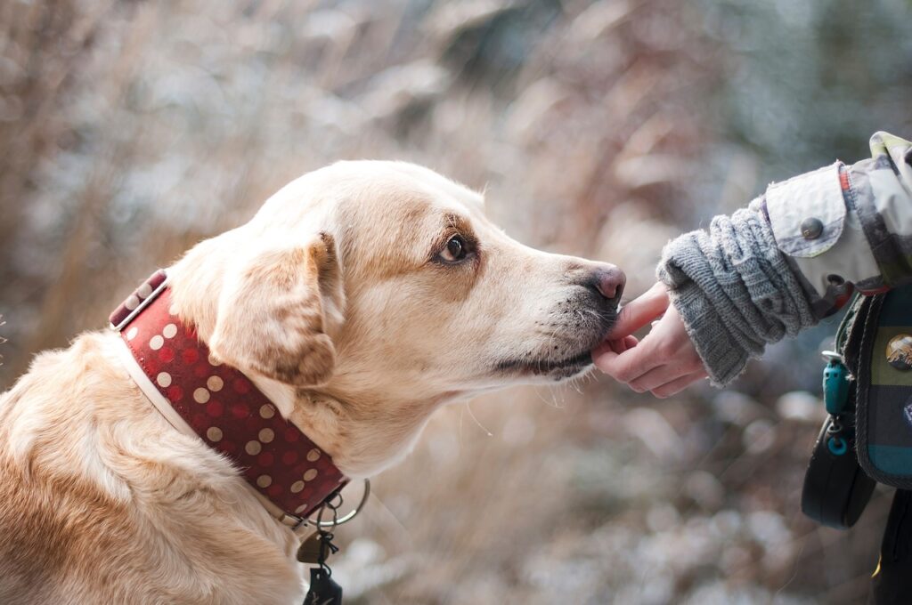Labrador wird mit der Hand gefüttert Labrador Welcher Zweithund Welche Hunderasse passt zu Labs
