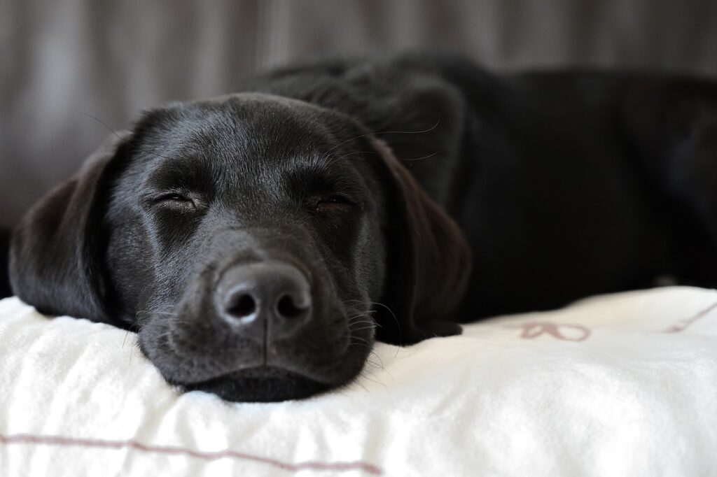 Labrador entspannt sich auf dem Bett Hunderassen ähnlich Golden Retriever Nicht verwechseln!