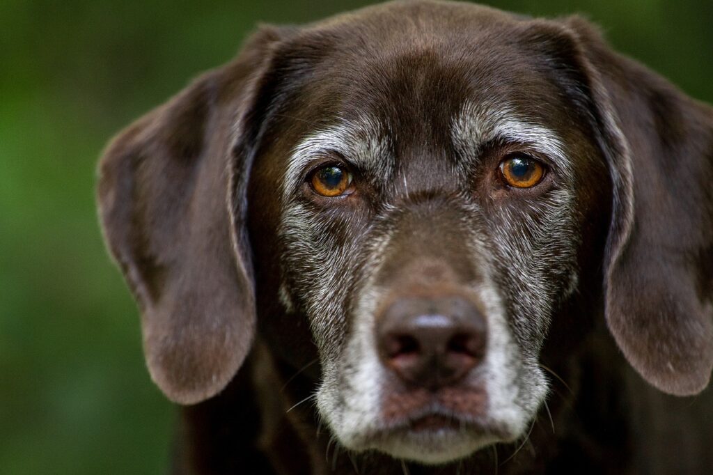 Labrador Gesicht zweifarbig treuer Hund Labrador Charakter ungeschönt Vorteile und Nachteile