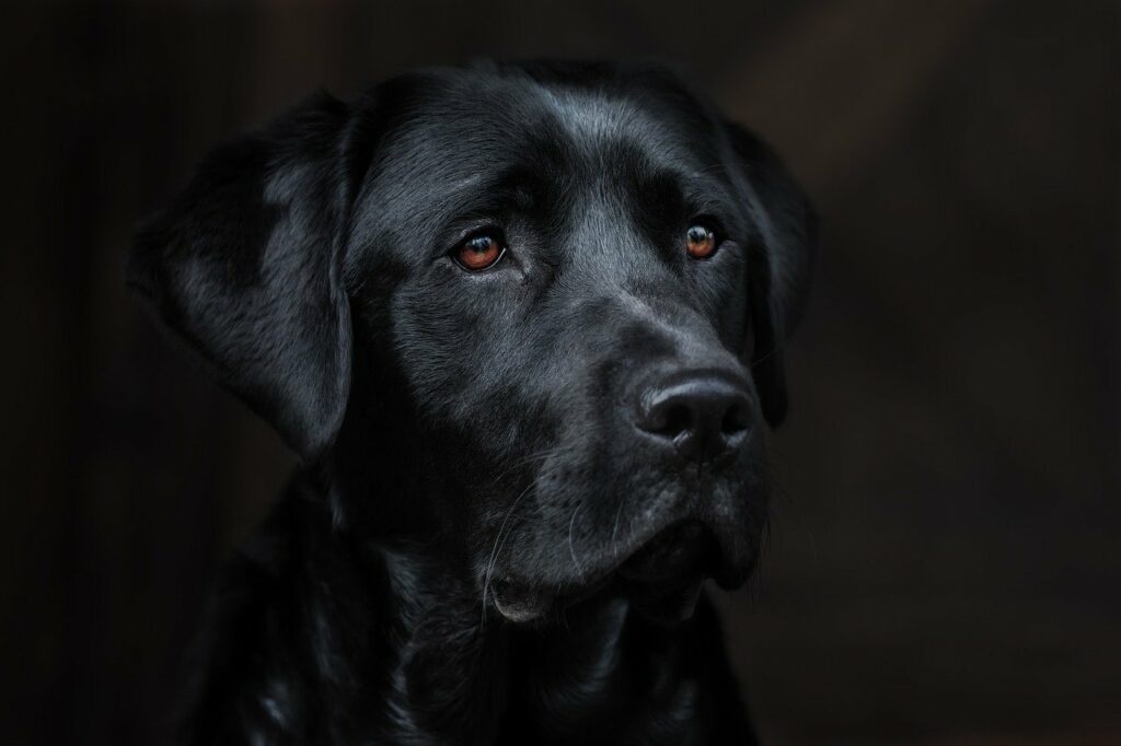Labrador Schwarz Gesicht Nahaufnahme Wie Labrador auslasten beschäftigen