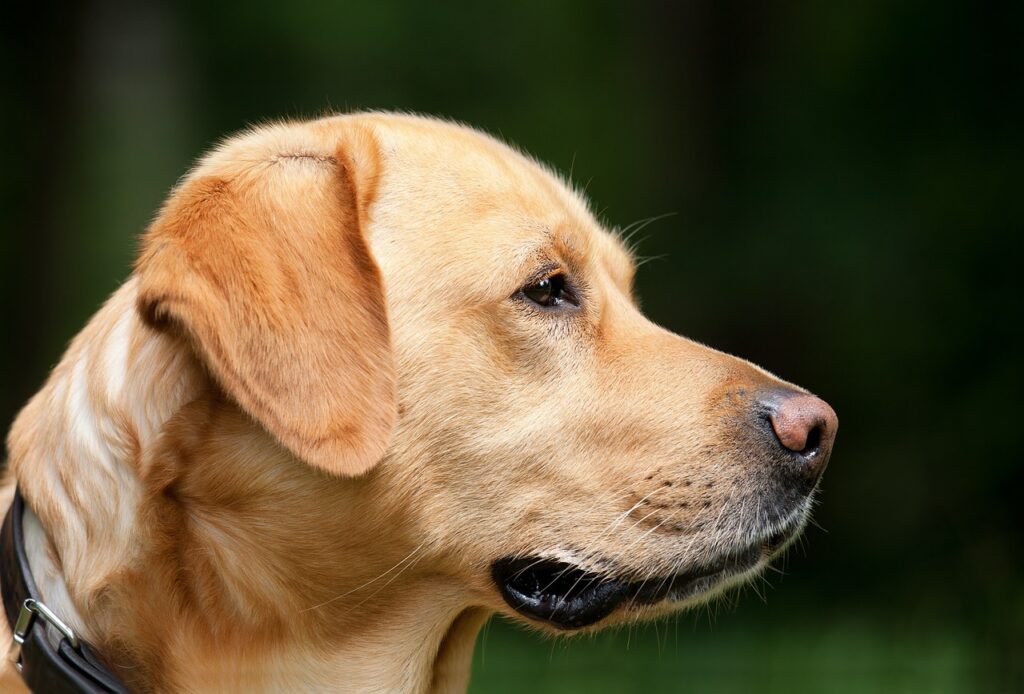 Labrador helle Farbe seitlich Wer haart mehr Labrador oder Golden Retriever