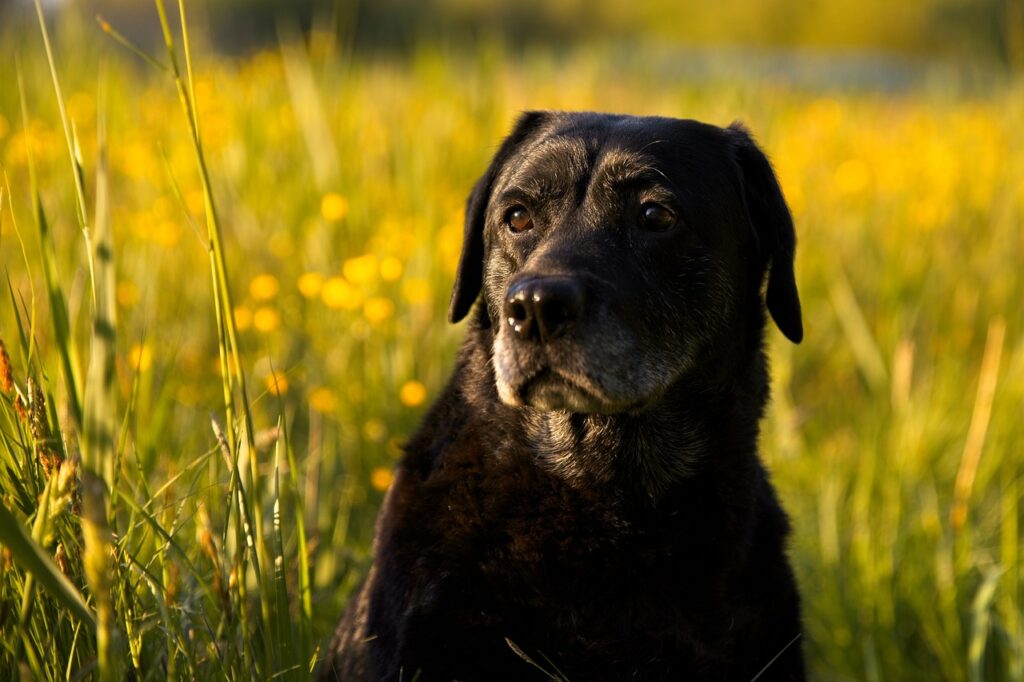 schwarzer Labrador im Feld unterwegs Der Labrador als Jagdhund Lab zum Jagen geeignet