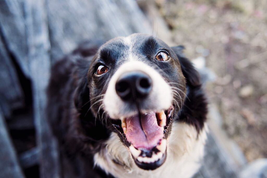 Hund glücklich Foto lächeln Sicherheit und Freiheit Wie GPS-Tracker das Leben von Hunden und ihren Besitzern verbessern können