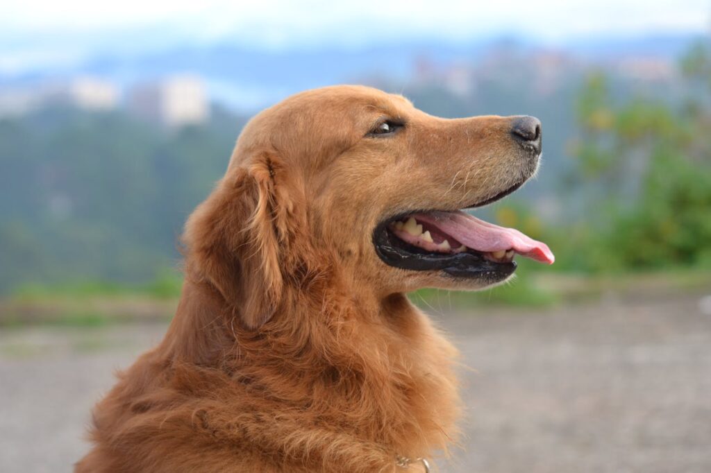 Golden Retriever seitlich Hund Große Pfoten, großer Hunger Ernährungstipps für Golden Retriever und Co.