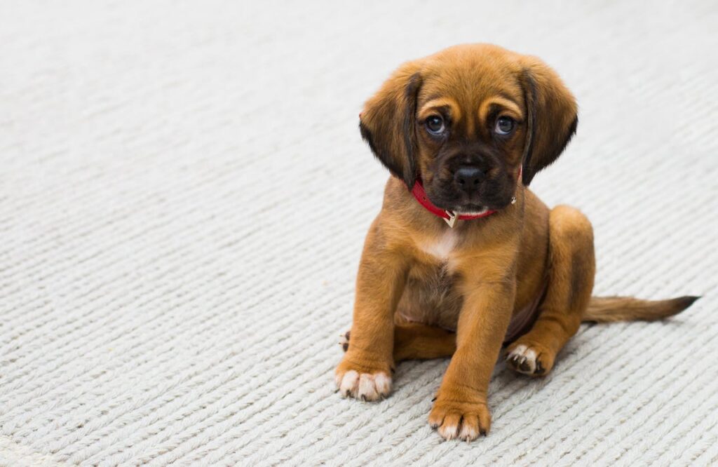 Hund klein niedlich Schäferhund Welpe Das Zuhause für den Einzug des Vierbeiners gut und effektiv vorbereiten