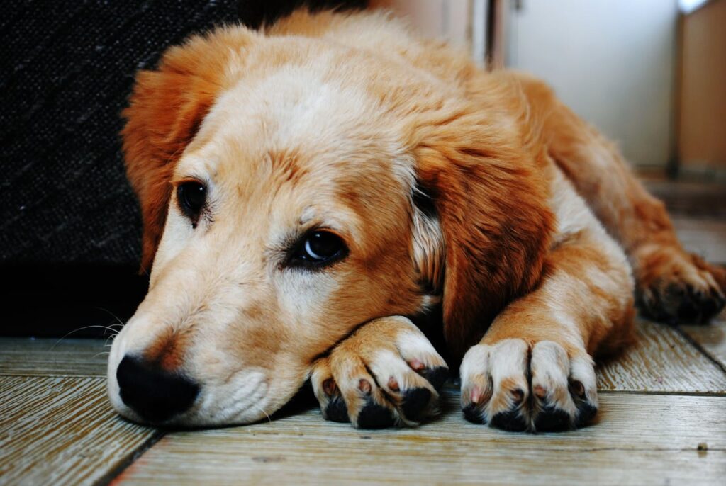 niedlicher Hund in der Wohnung Hund verwöhnen 7 schöne Ideen