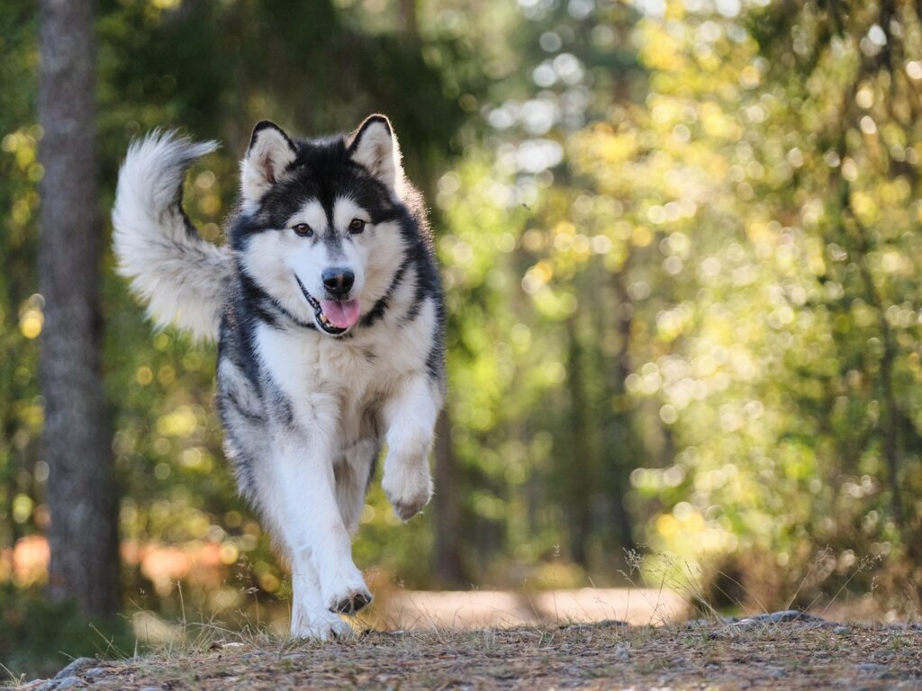 schneller Husky ohne Leine auf Waldweg Angst vor aggressiven Hunden unterwegs