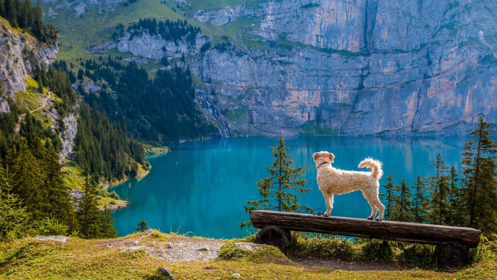 Hund blickt auf einen Bergsee Hundeversicherung für Stadt- und Landhunde Das gibt es zu beachten