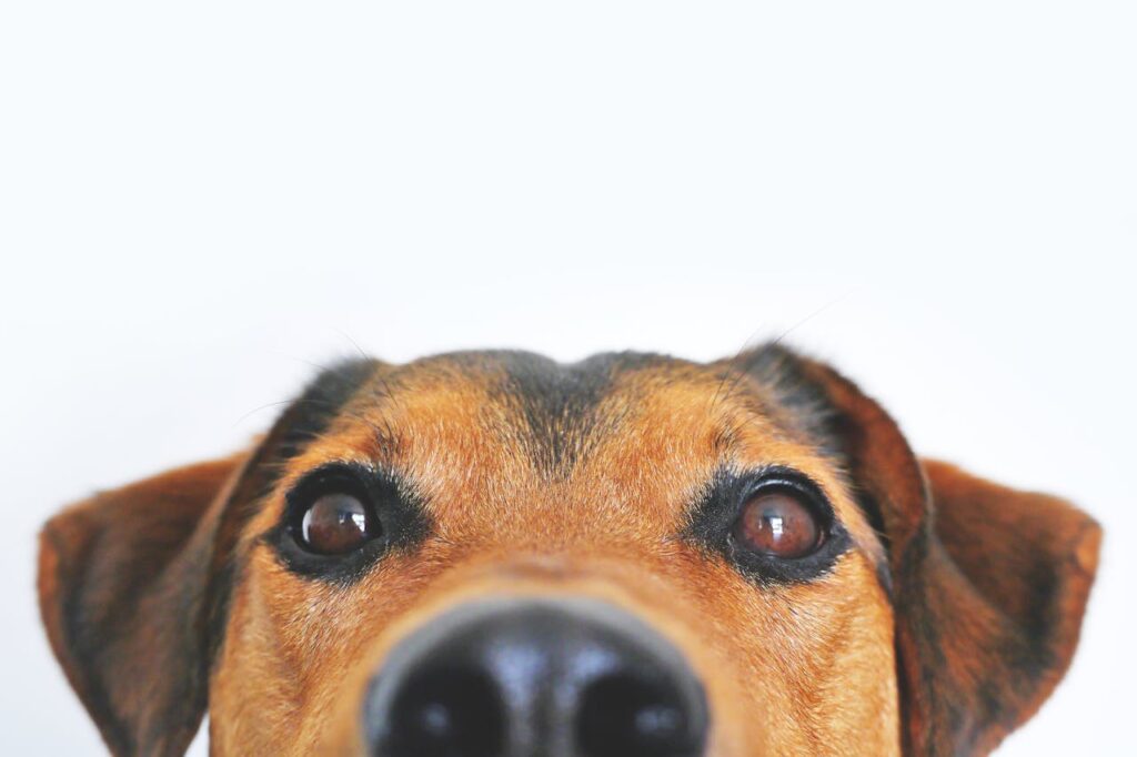 Hund schaut witzig Hund plötzlich sehr anhänglich Was bedeutet das