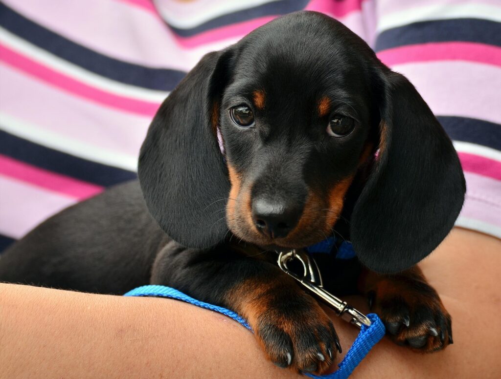 Niedlicher Dackel Mix Labrador-Dackel-Mischling – Einzigartiger Mix mit Charme