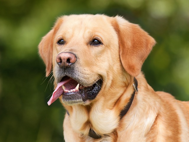 freundlicher Labrador Gesicht seitlich labradorzucht-goldenretriever.de Sidebar