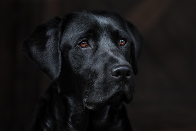 schwarzer Labrador Gesicht labradorzucht-goldenretriever.de Sidebar