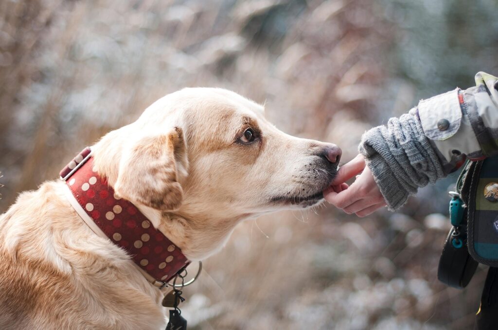 Labrador Futter Training Labrador Erziehung – Der ultimative Guide für Anfänger