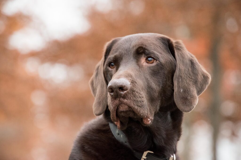 Labrador Gesicht Labrador füttern – Der ultimative Guide für gesunde Ernährung