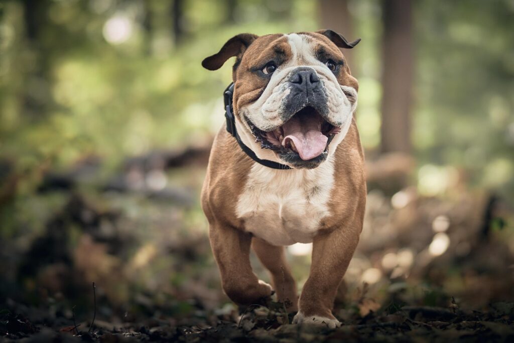 Hund Bulldogge niedlich Hund kurzfristig abgeben – Ideen und Tipps